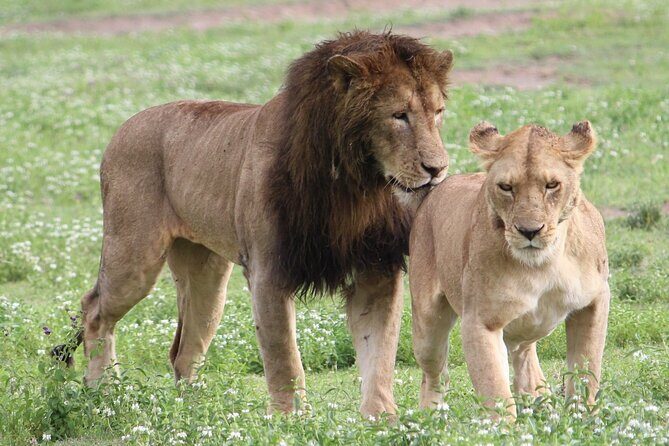 3 Days 2 Nights Group Joining Serengeti and Ngorogoro Safari - An In-Depth Look at the Safari Experience
