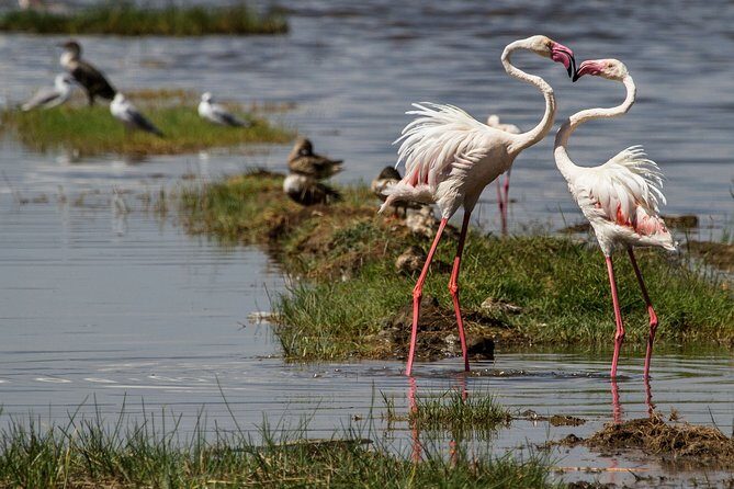 3 Days 2 Nights in Maasai Mara via The Great Rift Valley - The Pros & Cons