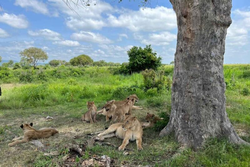 3-Days 2-nights Lions Safari Mikumi National Park - Key Points