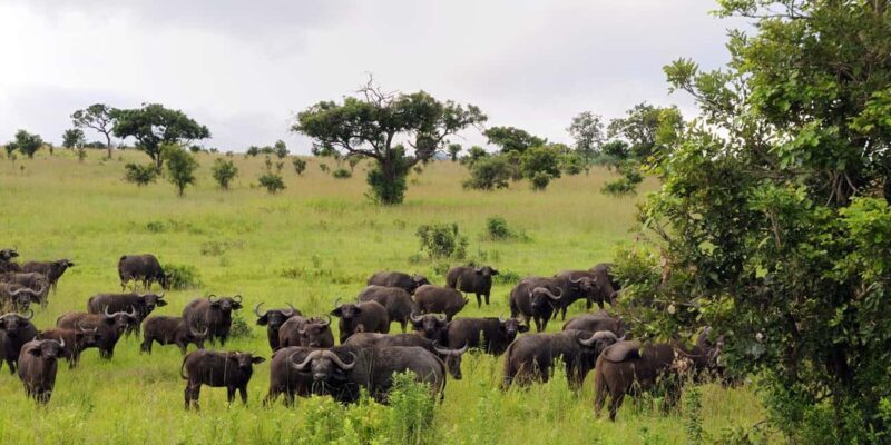 3-Days 2-nights Lions Safari Mikumi National Park - Exploring the Mikumi Safari Experience