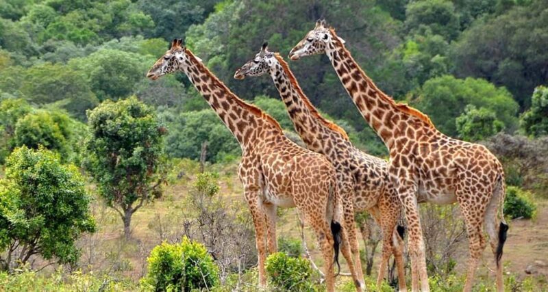 3-Days 2-nights Lions Safari Mikumi National Park - Authenticity, Comfort, and Value