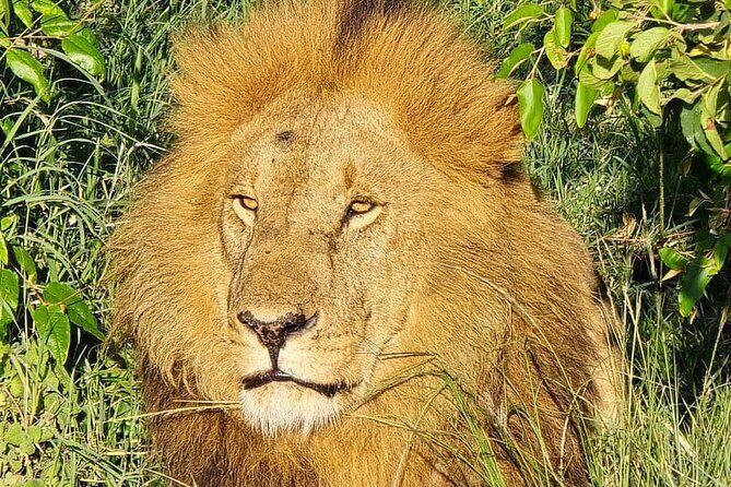 3 Days 2 Nights Maasai Mara Group Safari by 4WD From Nairobi - Who Should Consider This Safari?