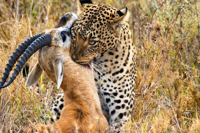 3 Days 2 Nights Maasai Mara Group Safari by 4WD From Nairobi - The Sum Up