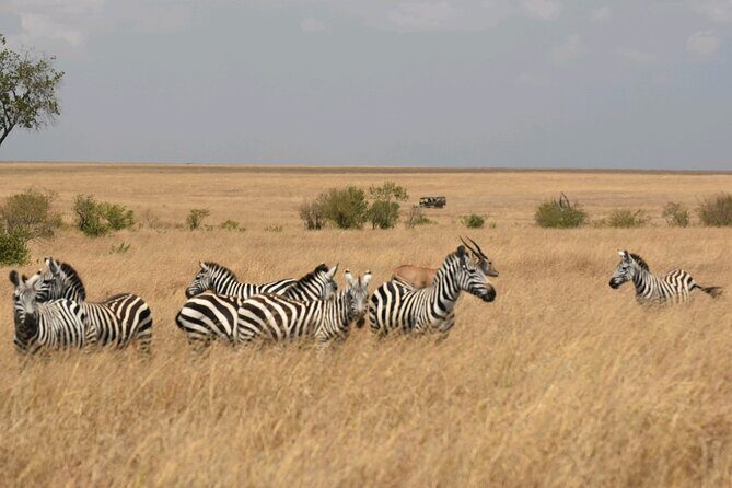 3 Days 2 Nights Maasai Mara Guided Safari Tour - FAQ