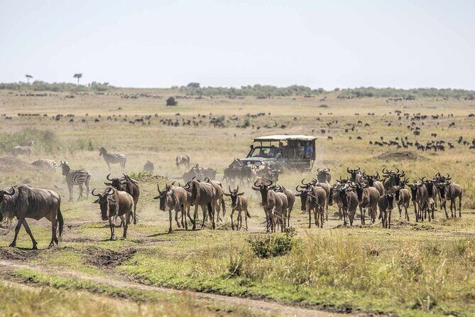 3 Days 2 Nights Maasai Mara National Reserve Joining Safari - How the Itinerary Breaks Down