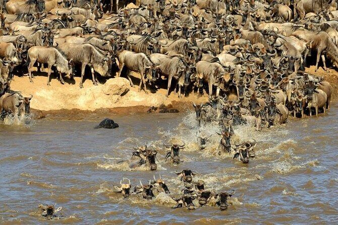 3 days 2 nights Masai Mara Budget safari from Nairobi - The Value for Your Money