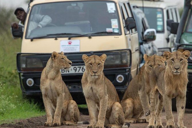 3 Days 2 Nights Masai Mara Joining Safari From Nairobi - A Closer Look at the 3-Day Maasai Mara Safari