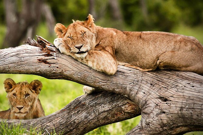 3 Days 2 Nights Masai Mara Joining Safari From Nairobi - Final Thoughts