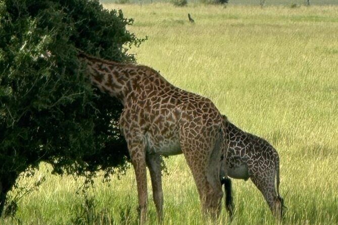 3 Days 2 Nights Masai Mara Road Transport Safari - The Journey Begins: From Nairobi to Masai Mara