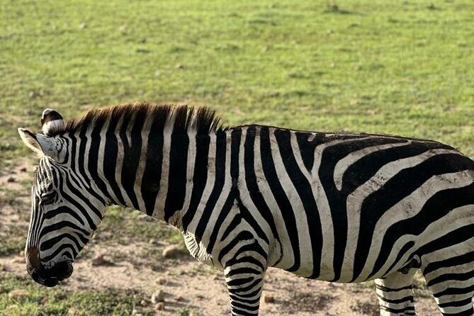 3 Days 2 Nights Masai Mara Road Transport Safari - Understanding the Practicalities