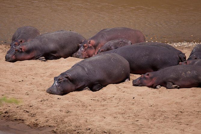 3 Days 2 Nights Masai Mara Safari staying inside the park - Final Morning and Cultural Option