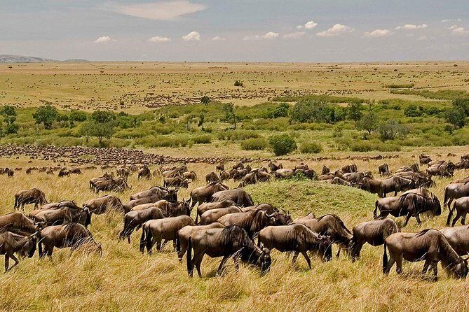 3 Days 2 Nights Masai Mara Safari staying inside the park - Practical Details: What’s Included and What’s Not