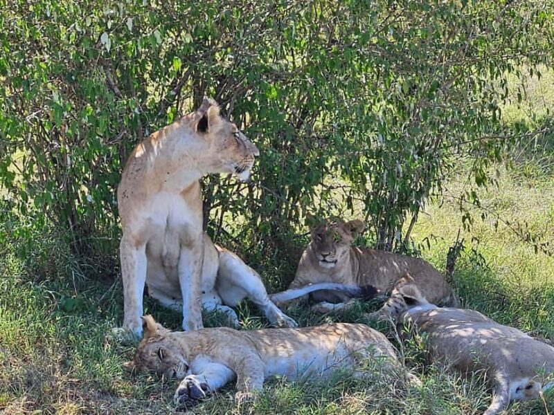 3 Days 2 Nights Masai Mara Safari - Day 3: Return Journey to Nairobi