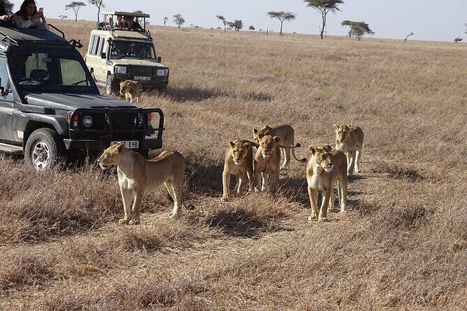 3 Days, 2 nights Masai Mara Small Group Safari -4 x 4 jeep - Key Points