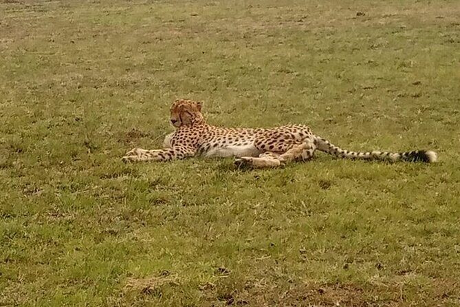 3 Days, 2 nights Masai Mara Small Group Safari -4 x 4 jeep - Detailed Breakdown of the Itinerary