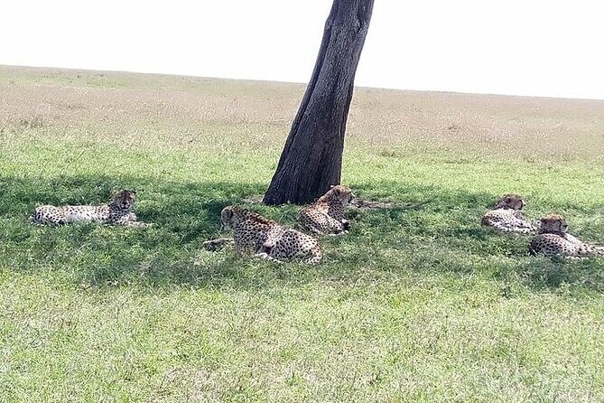 3 Days, 2 nights Masai Mara Small Group Safari -4 x 4 jeep - Practical Tips for Your Safari