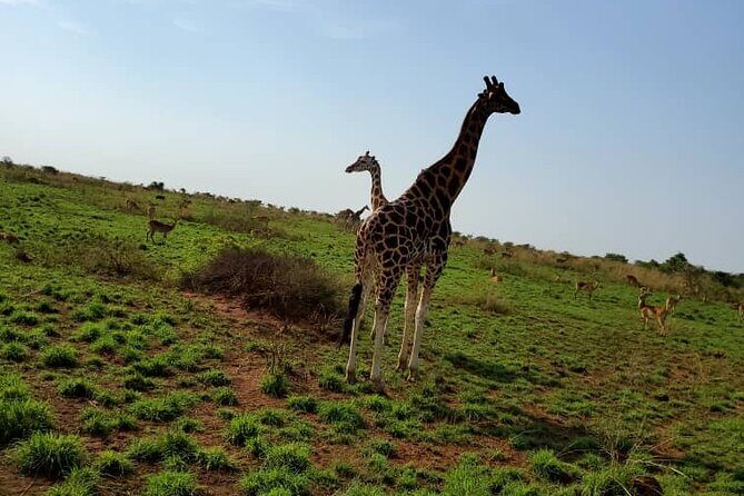 3 Days 2 Nights, Murchison Falls And Wildlife Safari - Detailed Review of the 3-Day Murchison Falls Safari