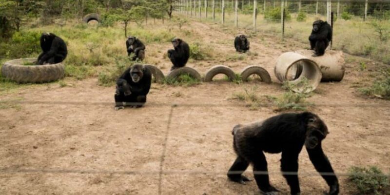 3 Days 2 nights Ol Pejeta Conservancy Safari - An In-Depth Look at the 3-Day Safari Experience