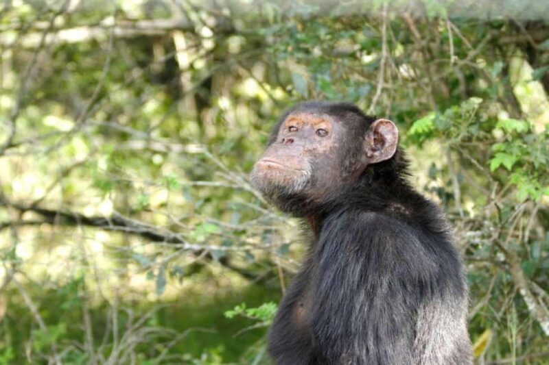 3 Days 2 nights Ol Pejeta Conservancy Safari - The Price and What You Get