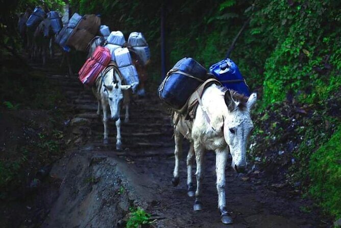 3 Days 2 Nights Poon Hill Trekking - Transportation and Logistics: Making It Easy