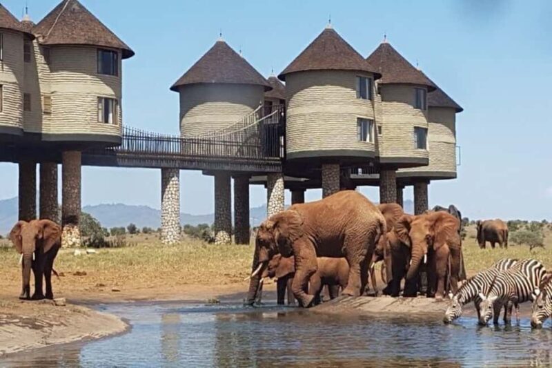 3 Days 2 Nights Private Safari to Salt Lick - Full Day in Taita Hills Game Sanctuary
