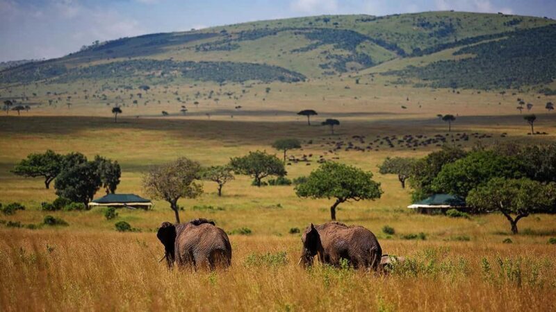 3 Days 2 Nights Private Tour in Maasai Mara - Introduction