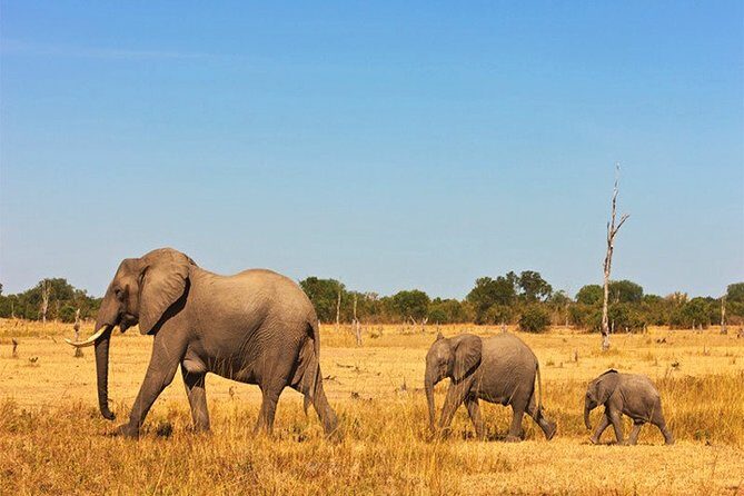 3 Days, 2 Nights Safari - Amboseli National Park and Tsavo West Adventure Safari - An In-Depth Look at the Safari Experience
