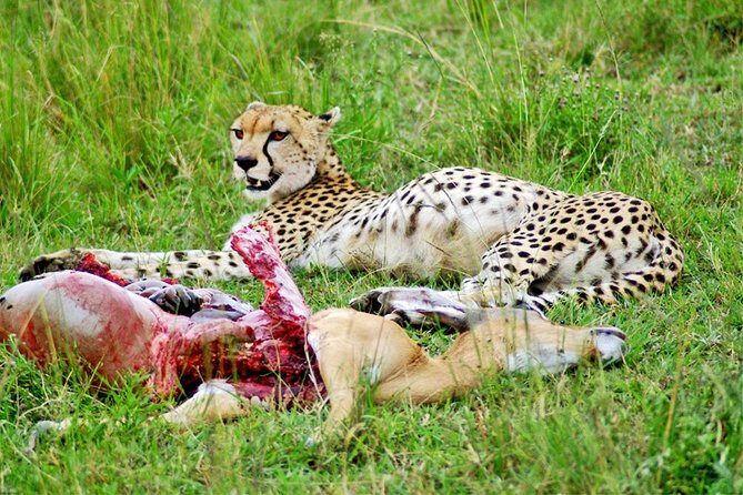 3 Days, 2 Nights Safari - Amboseli National Park and Tsavo West Adventure Safari - Who Is This Safari Best For?
