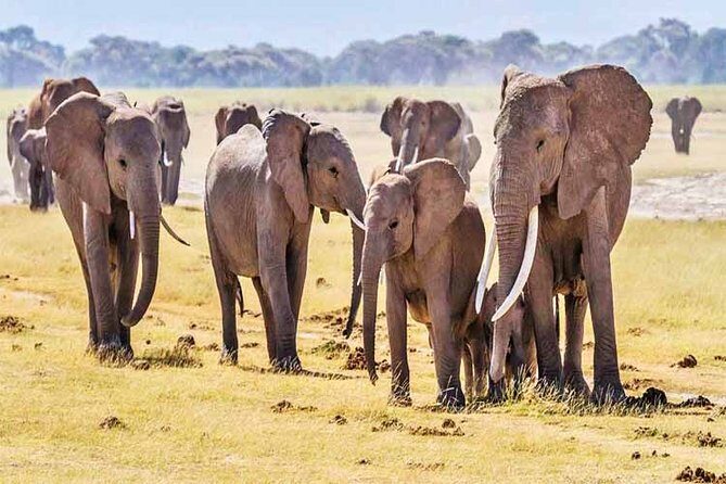 3 Days, 2 Nights Safari - Amboseli National Park and Tsavo West Adventure Safari - Final Thoughts
