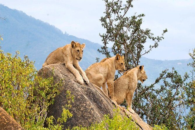 3 Days, 2 Nights Safari - Amboseli National Park and Tsavo West Adventure Safari - FAQ