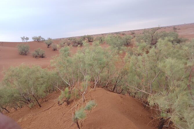 3 days 2 nights: Safari Desert Erg Zahar & Erg Chigaga - Final Thoughts: Is This Sahara Tour Right for You?