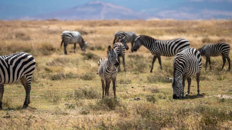 3 DAYS, 2 NIGHTS SAFARI FROM ZANZIBAR TO MIKUMI BY FERRY. - The Value of the Complete Package