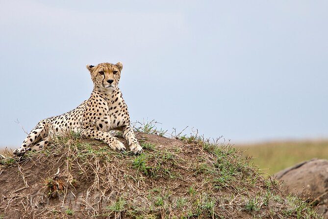 3 Days, 2 Nights Safari - Luxury Maasai Mara from Kisumu/Nairobi - An In-Depth Look at the Maasai Mara Safari Experience
