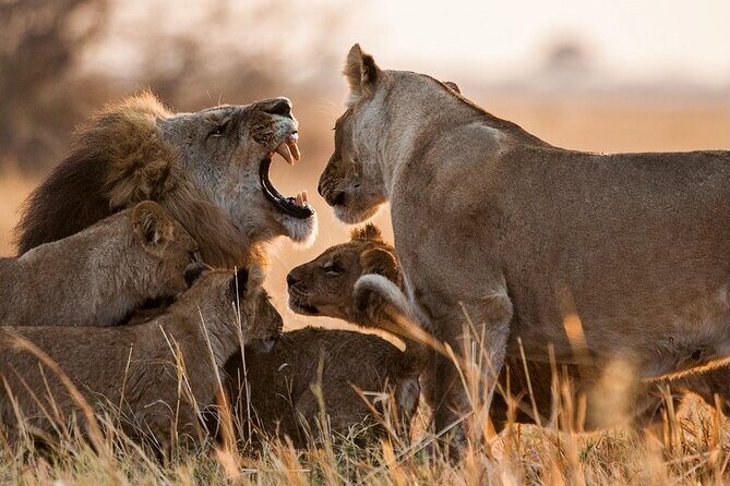 3 Days, 2 Nights Safari - Luxury Maasai Mara from Kisumu/Nairobi - Practical Tips for Future Travelers