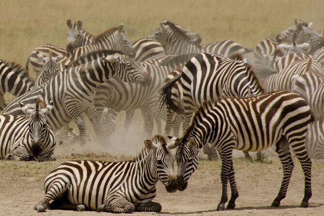 3 Days, 2 Nights Safari - Luxury Maasai Mara from Kisumu/Nairobi - Who Is This Tour Best For?