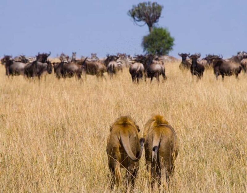 3 days 2 nights Safari to Amboseli from Mombasa - Introduction: What to Expect from This Adventure