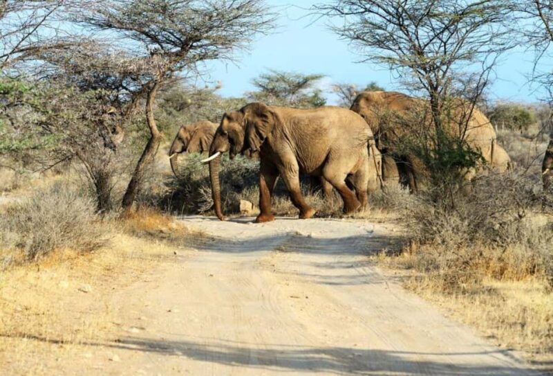 3 days 2 nights Safari to Amboseli from Mombasa - The Value of This Safari