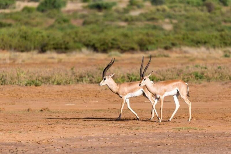 3 days 2 nights Safari to Amboseli from Mombasa - Final Thoughts