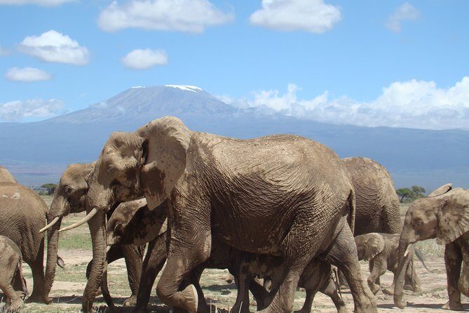 3 days, 2 nights safari to Amboseli National park from Nairobi - Price and Value: Is It Worth It?
