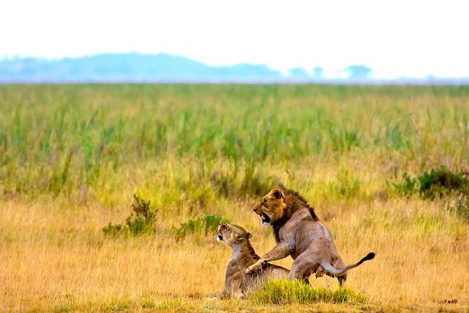 3 days, 2 nights safari to Amboseli National park from Nairobi - Reviews in Action: What Travelers Say
