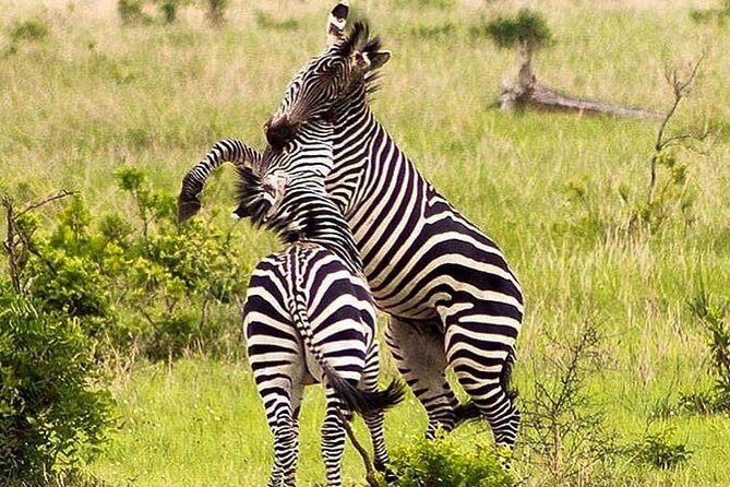 3 Days 2 Nights Safari to Mikumi National Parks - An Honest Look at the 3 Days 2 Nights Safari to Mikumi National Parks