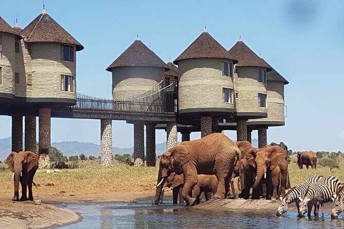 3 Days 2 Nights Safari to Saltlick Lodge from Nairobi - Key Points
