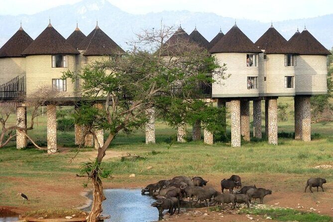 3 Days 2 Nights Safari to Saltlick Lodge from Nairobi - What to consider