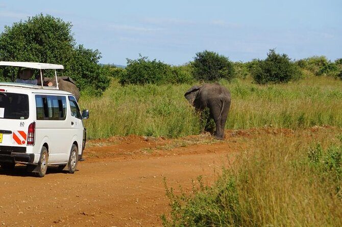 3 Days 2 Nights Safari to Saltlick Lodge from Nairobi - Pricing and overall value