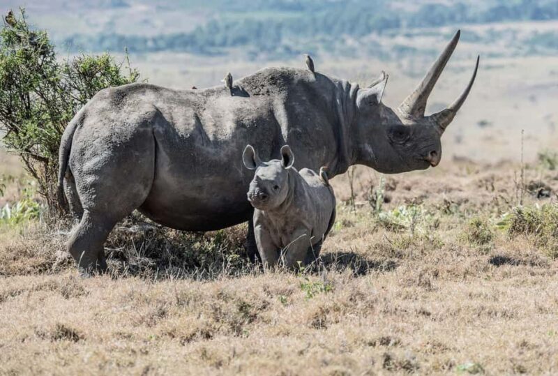 3 days, 2 nights Safari to Tsavo East from Nairobi - Key Points