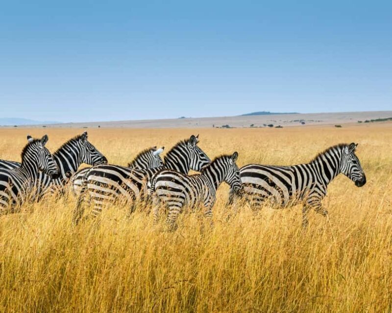 3 days, 2 nights Safari to Tsavo East from Nairobi - Final Morning and Return to Nairobi