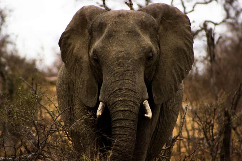 3 days, 2 nights Safari to Tsavo East from Nairobi - Final Thoughts: Who Will Love This Safari?