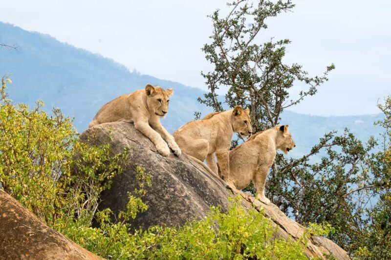 3 days 2 nights safari to Tsavo East Safari from Mombasa - Who Should Consider This Safari