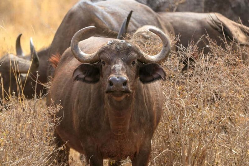 3 days 2 nights safari to Tsavo East Safari from Mombasa - The Sum Up
