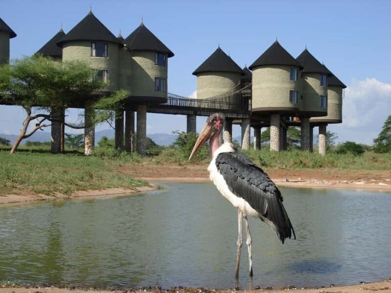 3 days 2 nights saltlick safari from diani/mombasa - The Experience in Detail: What Makes It Special?